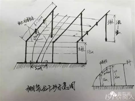 葡萄架子|葡萄各种架型介绍（手绘版）